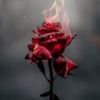 arcticpoppy123