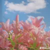 ca.con_ngocnghet