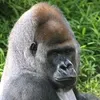 Kong King