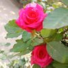 hiraabbasi340