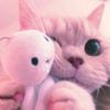 bilaww965