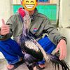 bungaroster