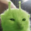 cattttttttttrtt