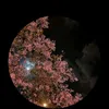 vn_vnr
