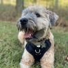 moosethewheaten1