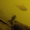 fishnrocks.appalachia