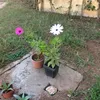 khalkhal.md