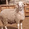 hmana.allouche2