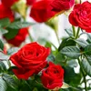 77.saida.7