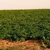 mahmed_6_12