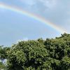 tamayo_780