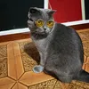 mario_with_graycat