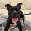 scar_therescuedog