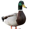 maliardduck