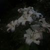 account_not_found_261