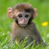 babymonkey.corner