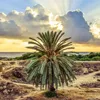 بصرة النخيل