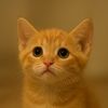 123meowoyen