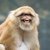 truebabymonkey.fans