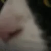 lolacat287