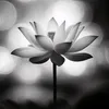 ph.nha_12