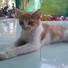 embemetradao031123