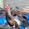 rasmaljai