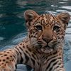 qara_00550