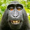 selfiemonkey1