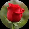 mi_unica_rosa