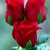 mohammmed.salauddin