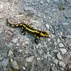 salamander.121