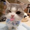 miawwwwwwww_n