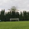 sccyso