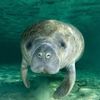 manatee.tries.any