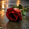 ranya.sharakam6