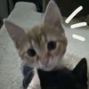 myaa_tan28