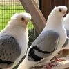 redar_najar