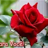 neia6868