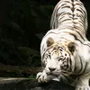 nhutnguyen6000