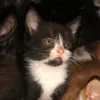 ryanthepusss