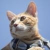 funnycat0318