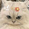 amanda.adelia356