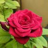 belal.hossain917