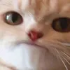 inonhae