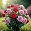 user8725312053185