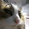 ianqtie6