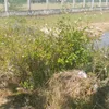 hoang.dung237