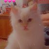 haneen.tammam