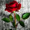 user346063305939